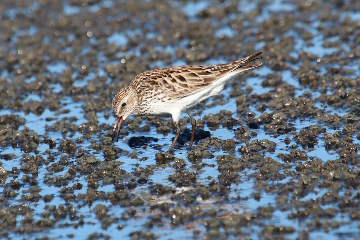 White-rumped Sandpiper - PJ Pulliam