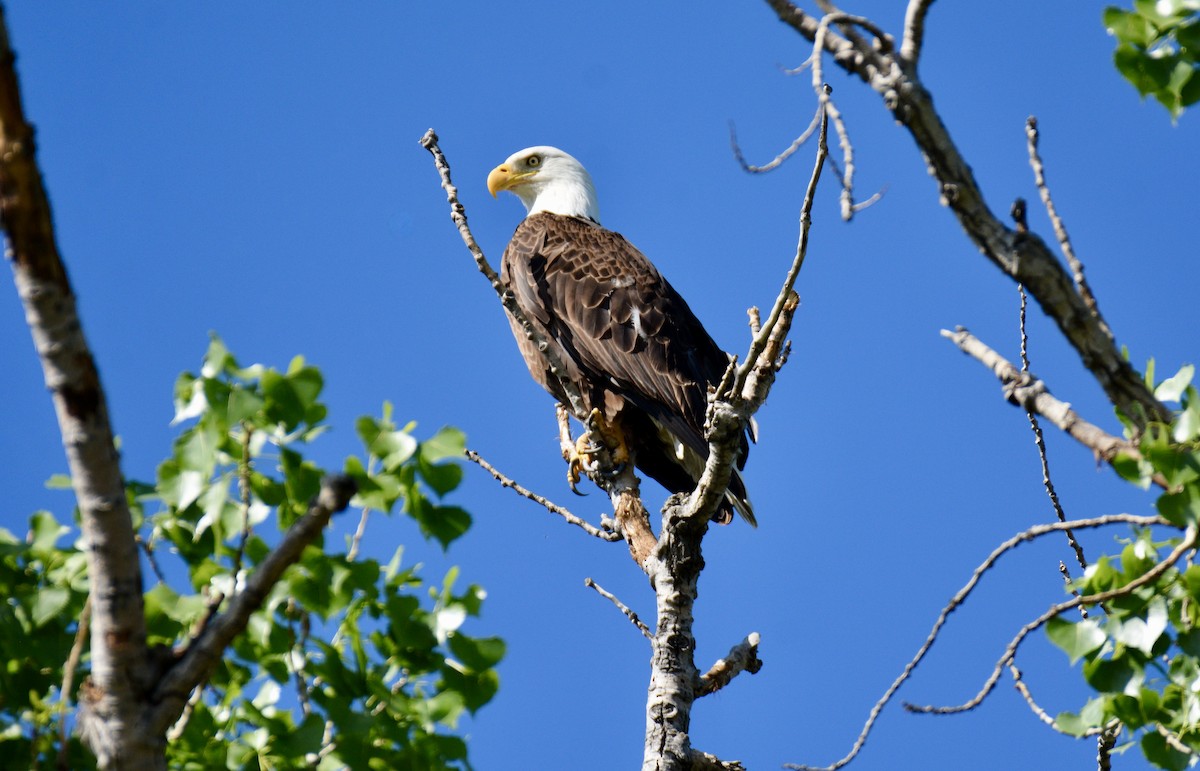 Bald Eagle - ML454126691