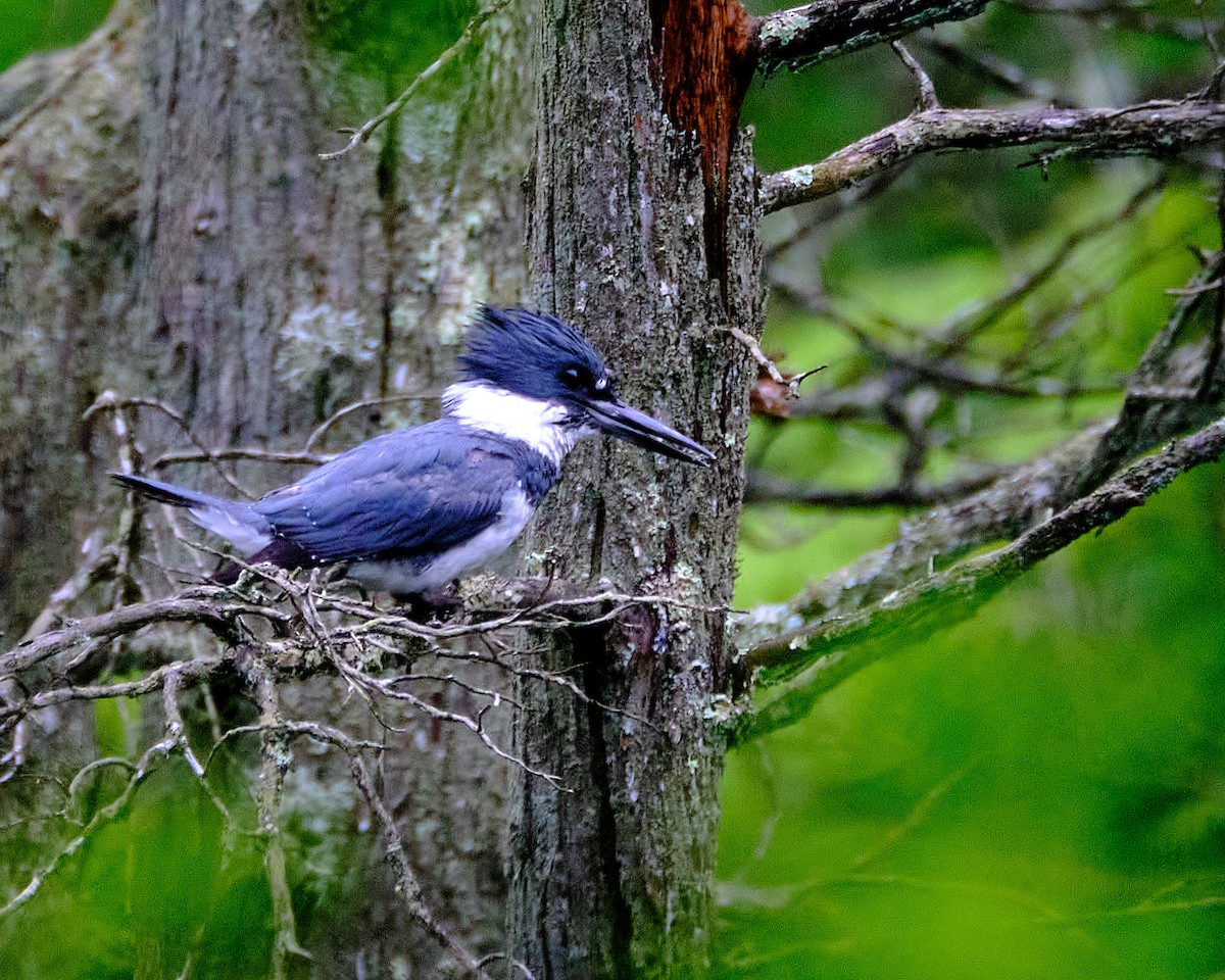 Belted Kingfisher - ML454127001