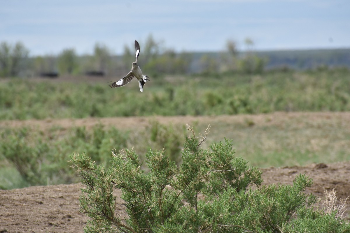 Northern Mockingbird - ML454127651