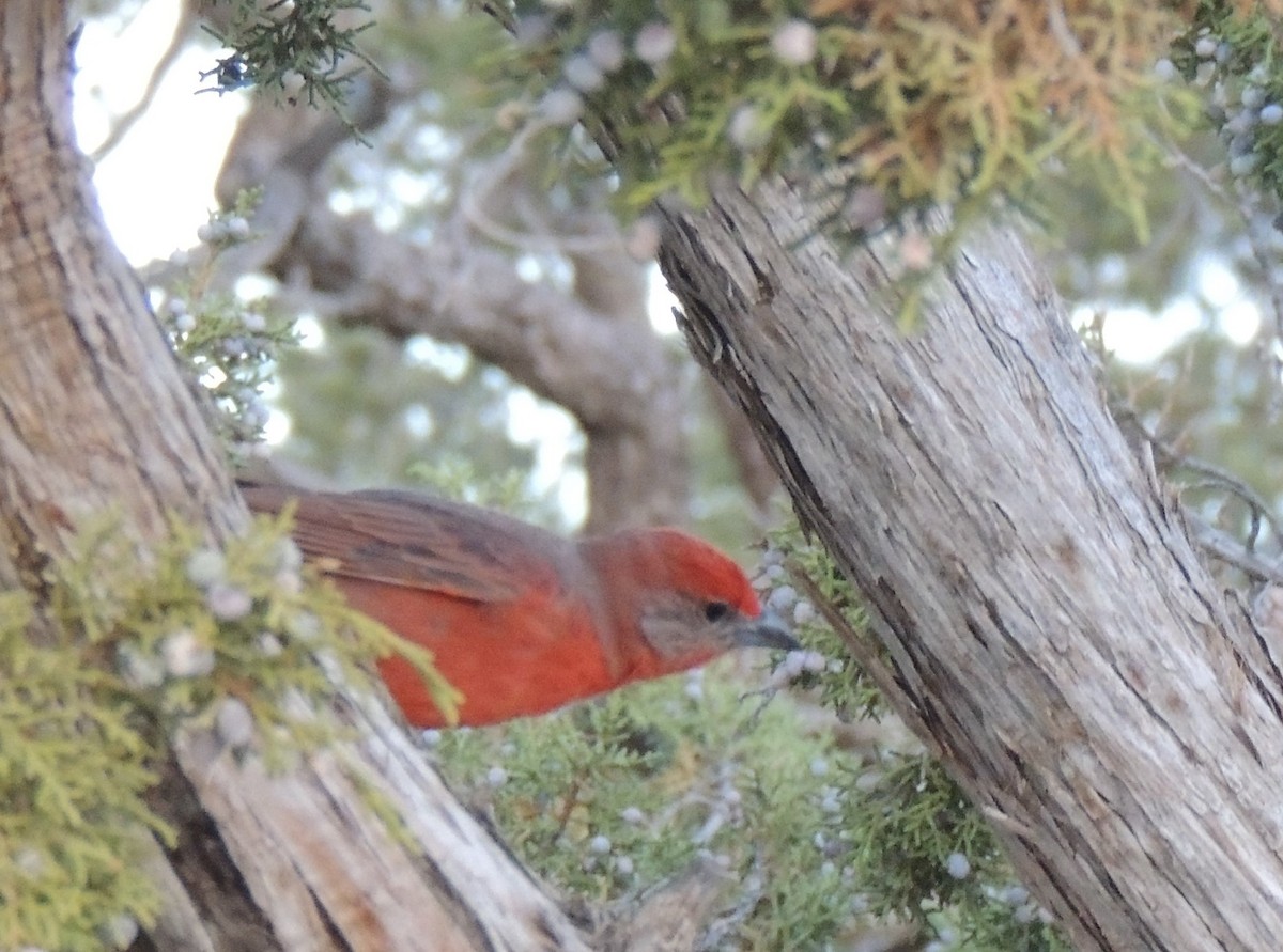 Hepatic Tanager - Lin Piest