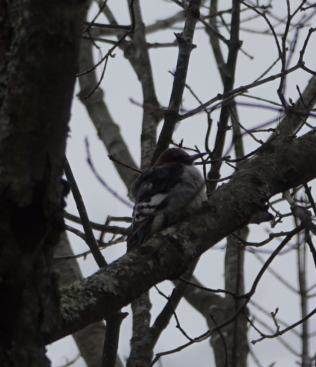 Red-headed Woodpecker - Linda Dixon