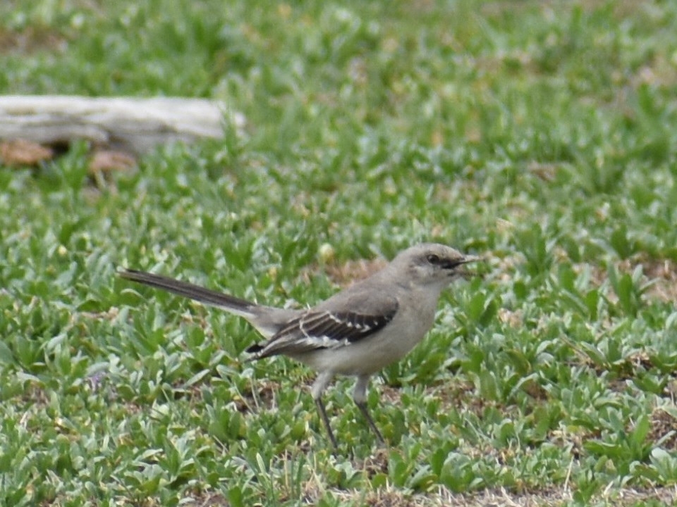 Northern Mockingbird - ML454130891