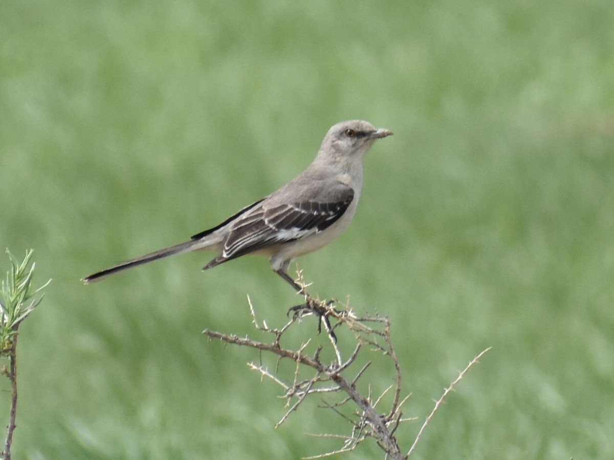 Northern Mockingbird - ML454130951