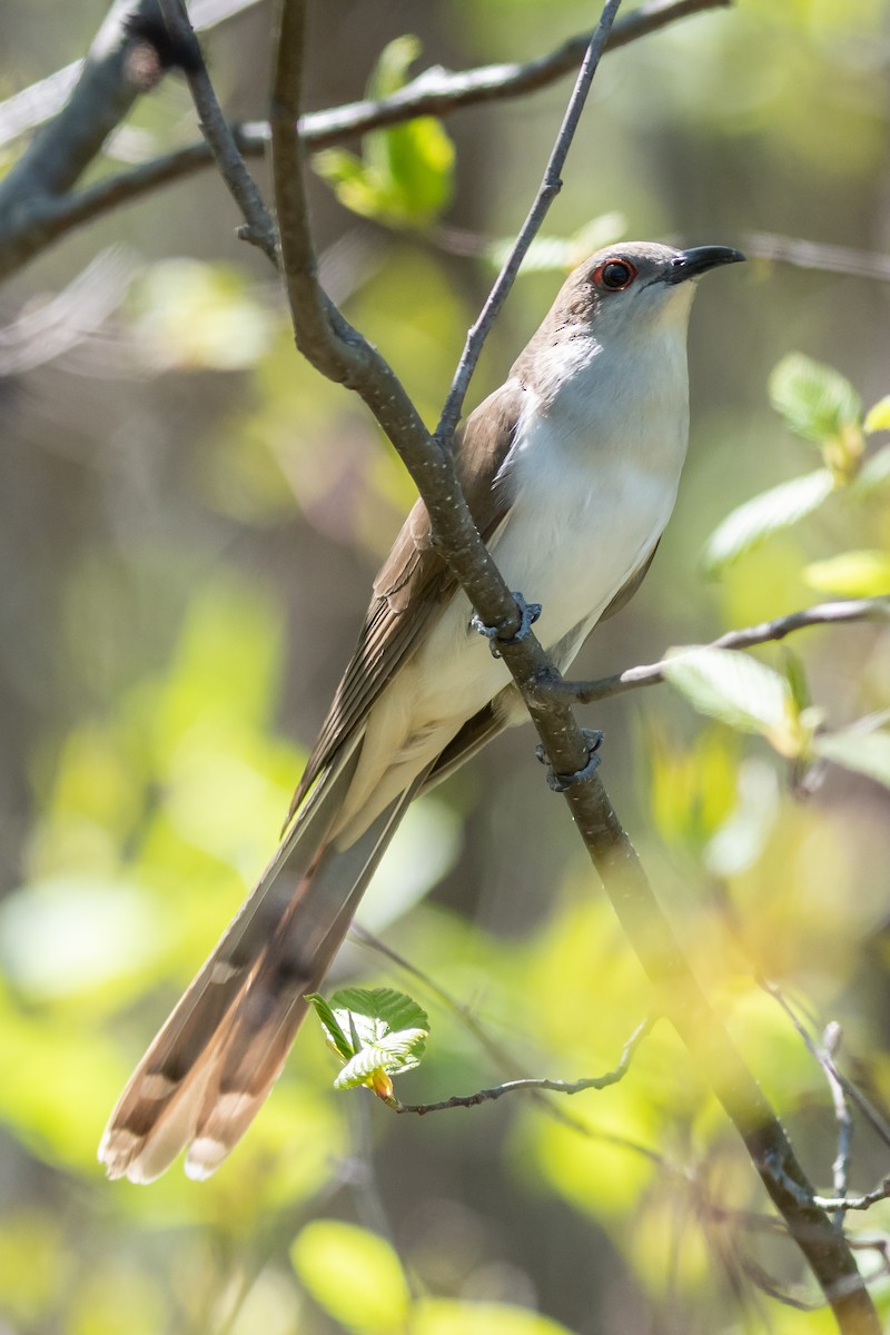 Black-billed Cuckoo - Denise Boudreau