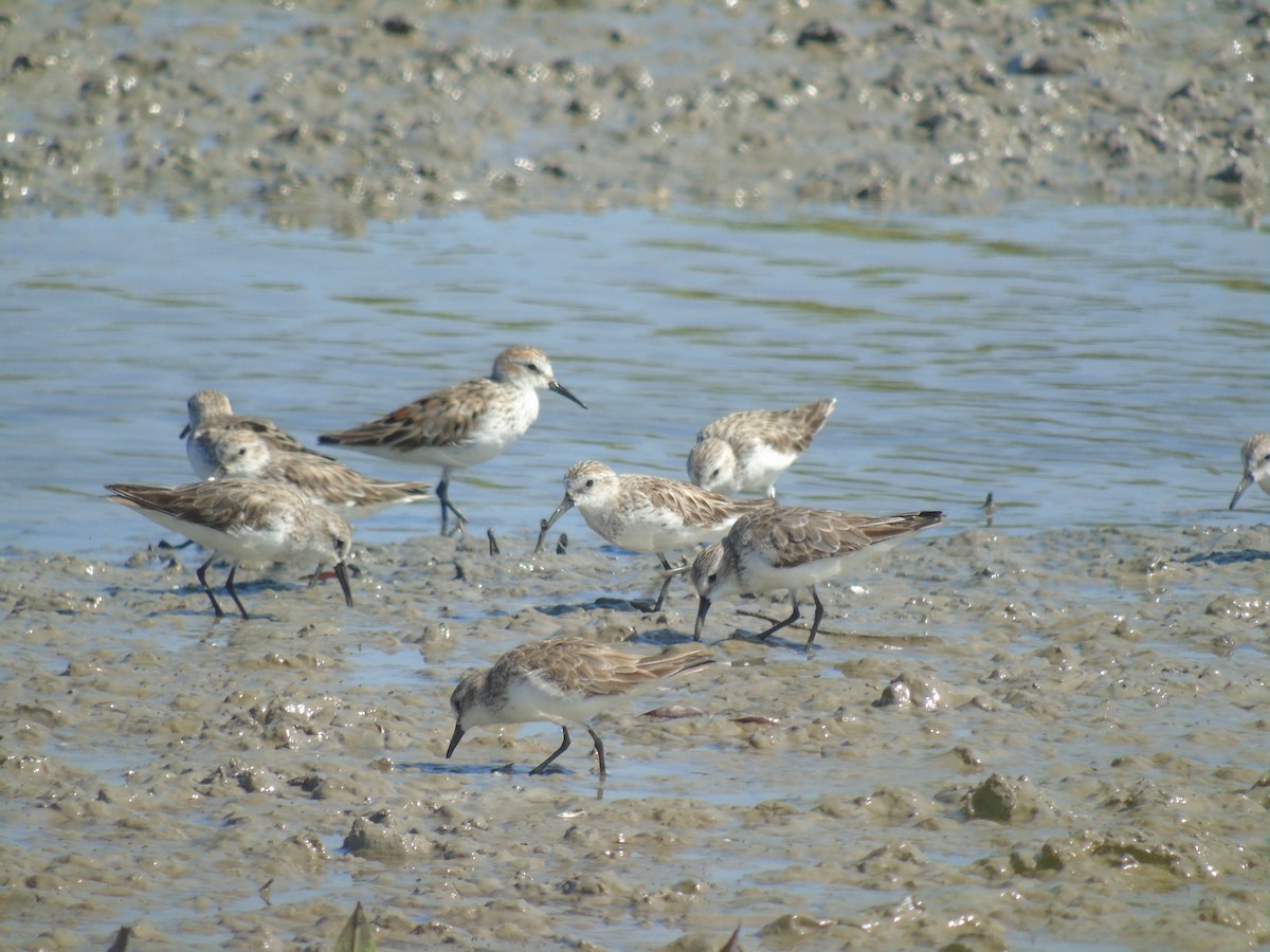 Bergstrandläufer - ML454131471