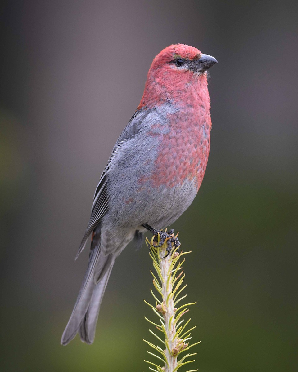 Pine Grosbeak - ML454132891