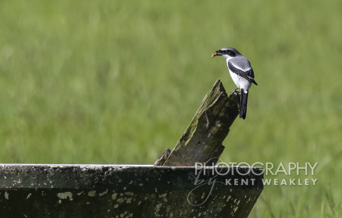 Loggerhead Shrike - Kent Weakley