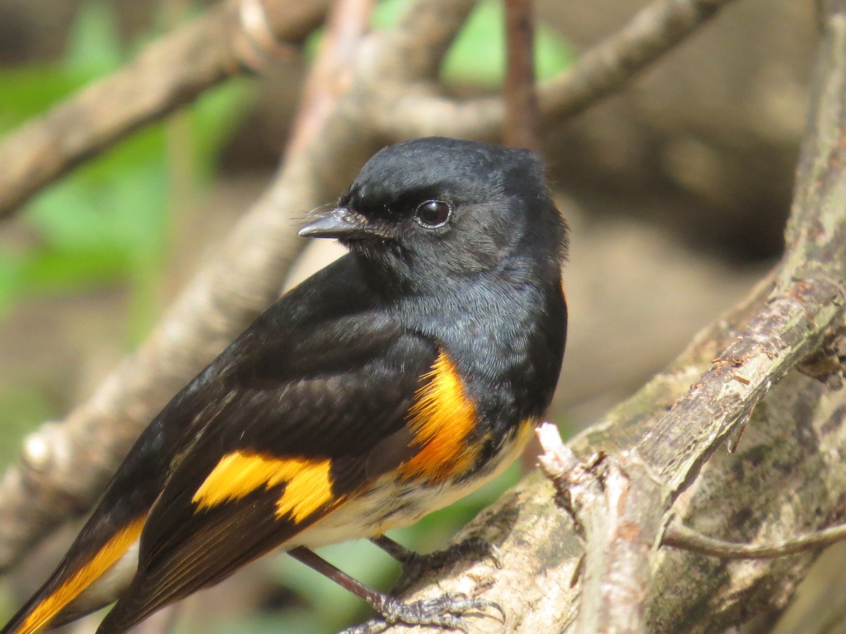 American Redstart - ML454133371
