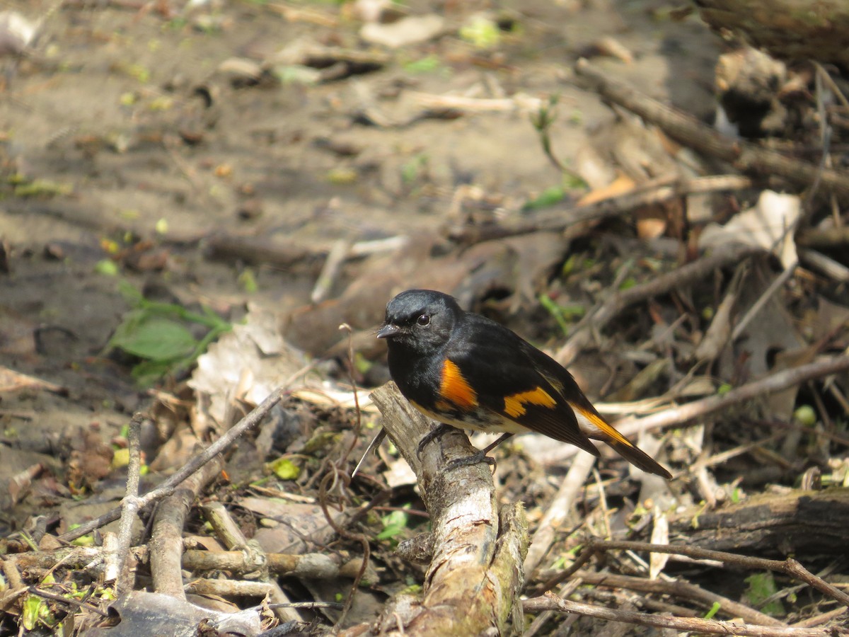 American Redstart - ML454133451