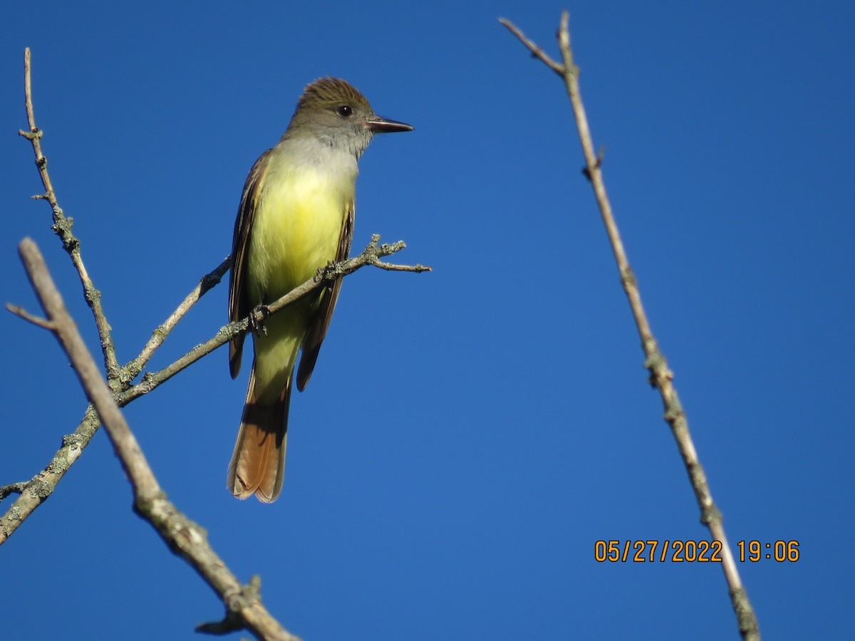 Great Crested Flycatcher - ML454133531