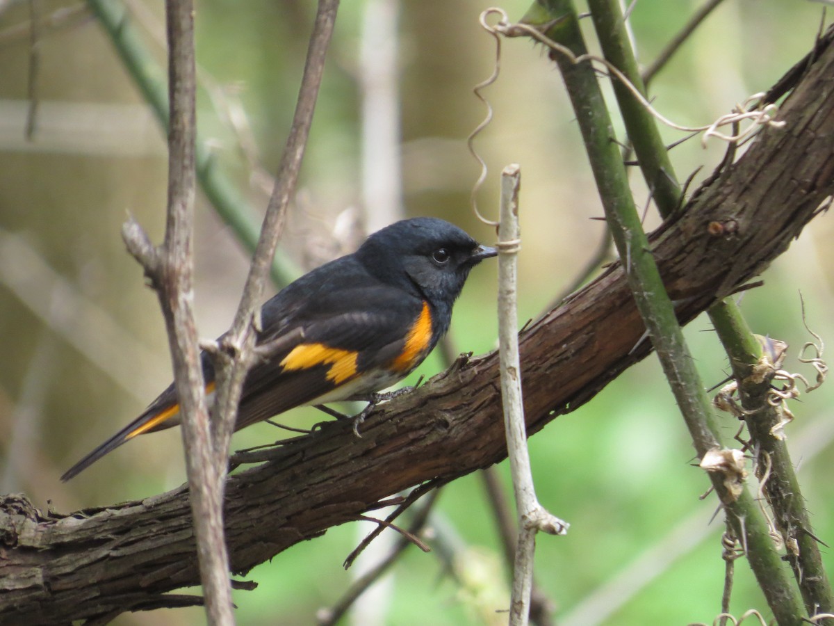 American Redstart - ML454133541