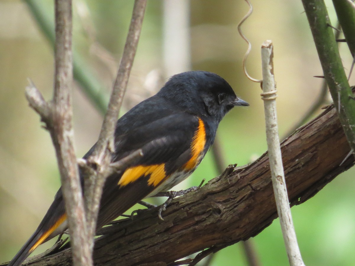 American Redstart - ML454133571