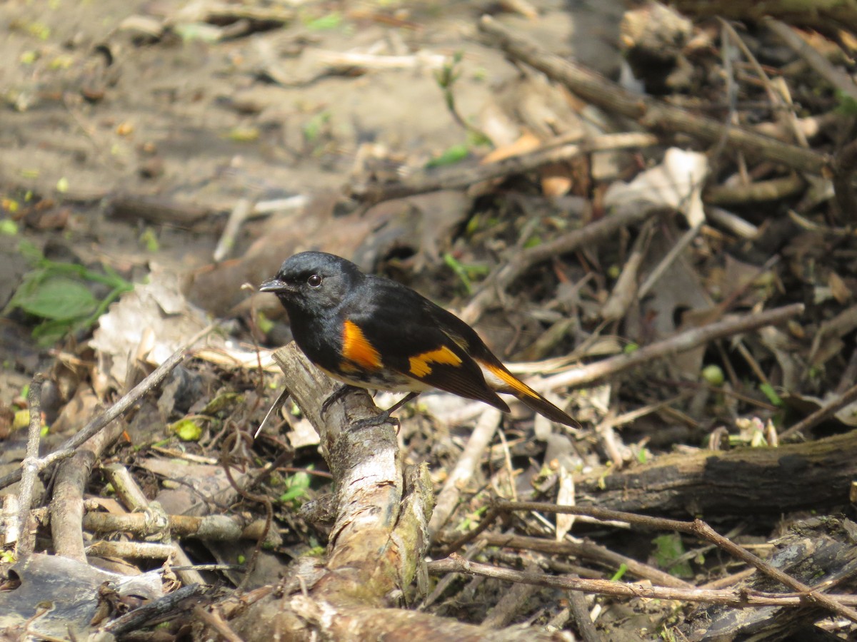 American Redstart - ML454133611