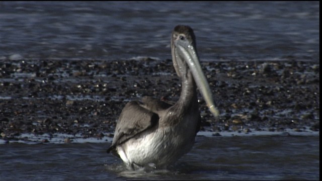 Brown Pelican - ML454134