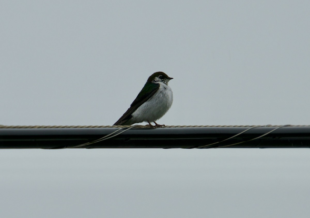 Violet-green Swallow - ML454134411