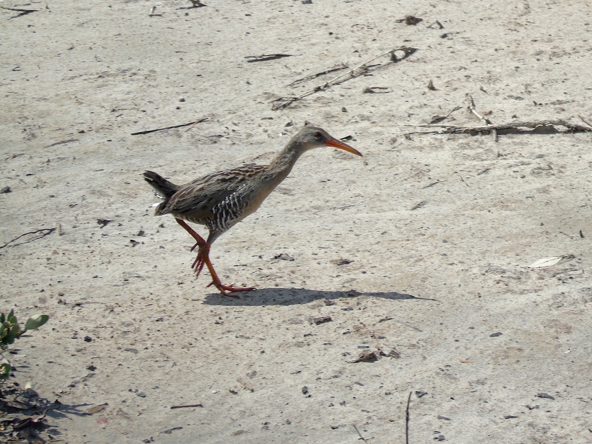 Mangrove Rail - ML454135091