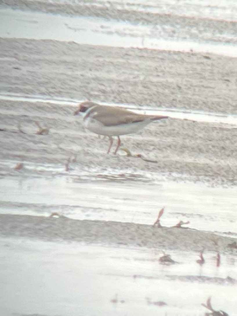 Semipalmated Plover - ML454135211