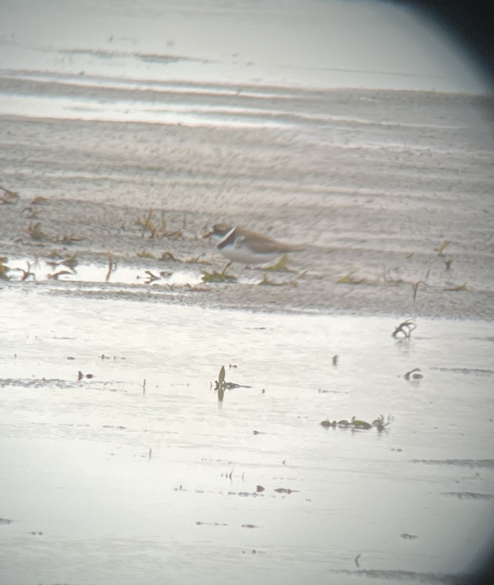 Semipalmated Plover - ML454135231