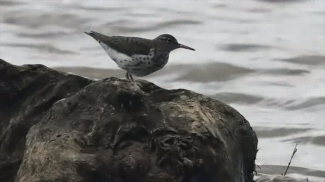 Spotted Sandpiper - ML454136101