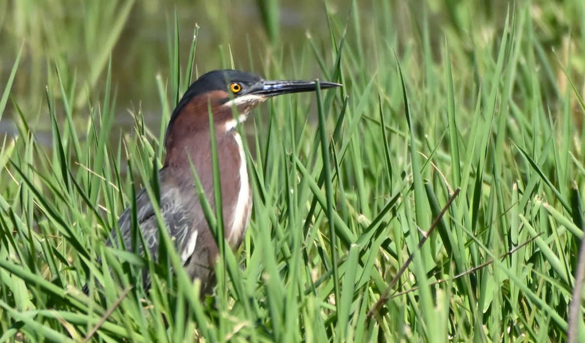 Green Heron - ML454136351