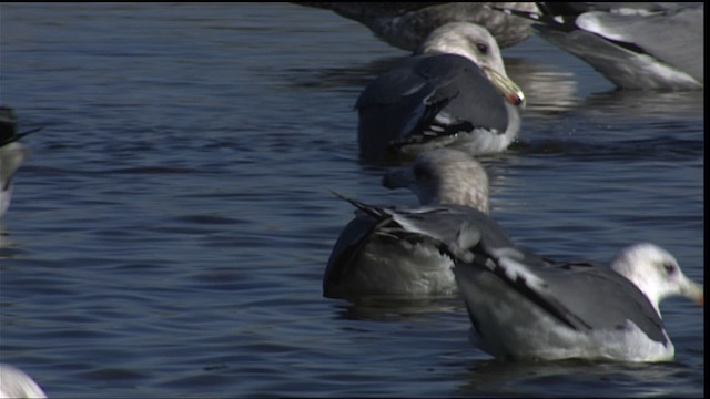 California Gull - ML454138