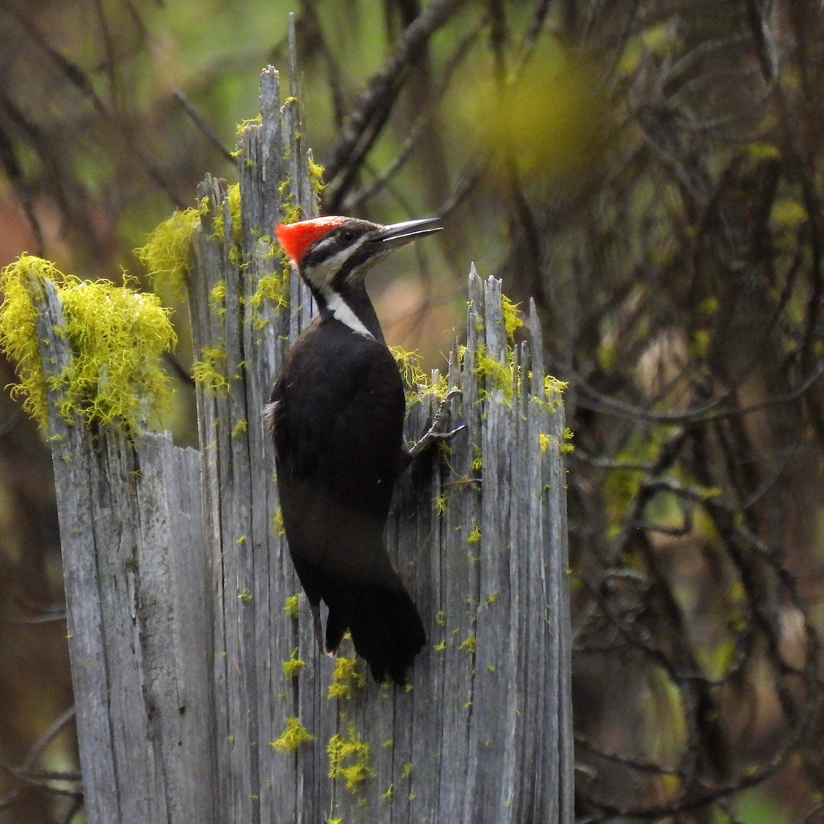 Pileated Woodpecker - ML454138321
