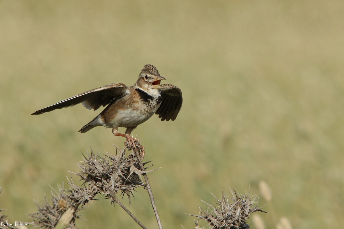 Calandra Lark - ML454138601