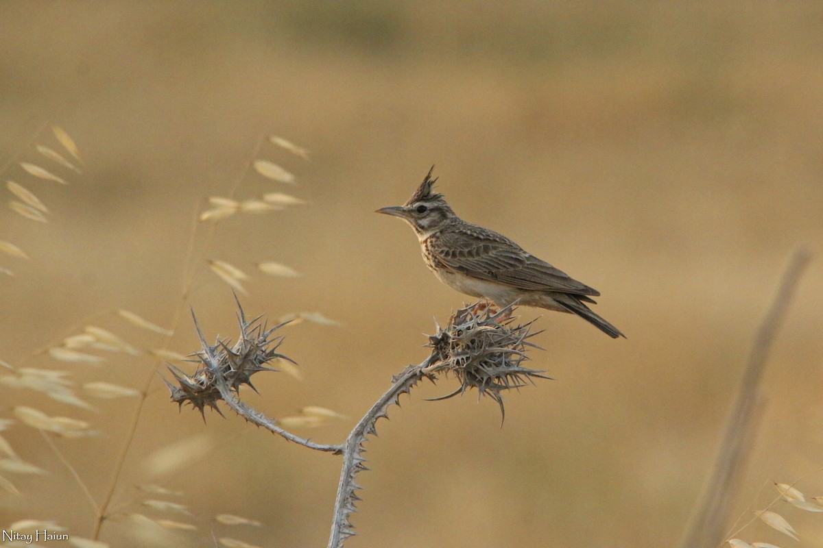 Crested Lark - ML454138711