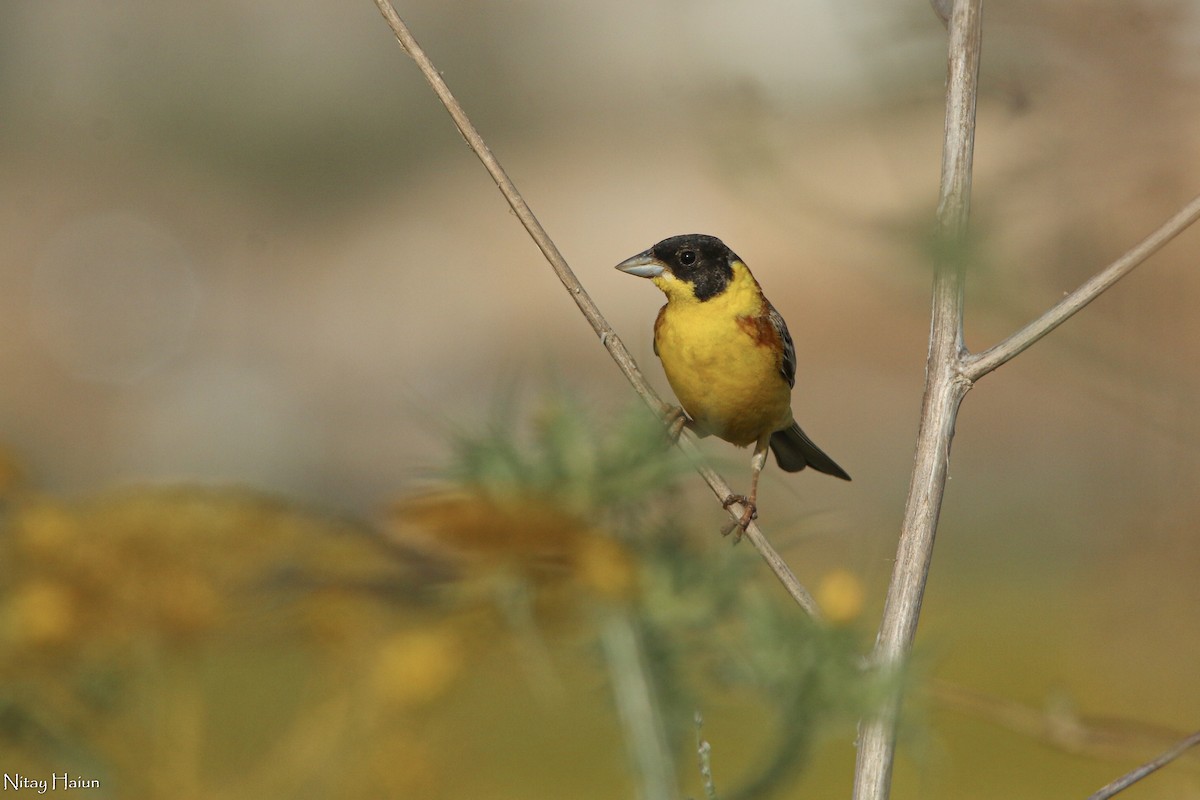 Black-headed Bunting - ML454138851