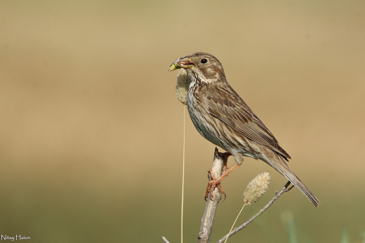 Corn Bunting - nitay haiun