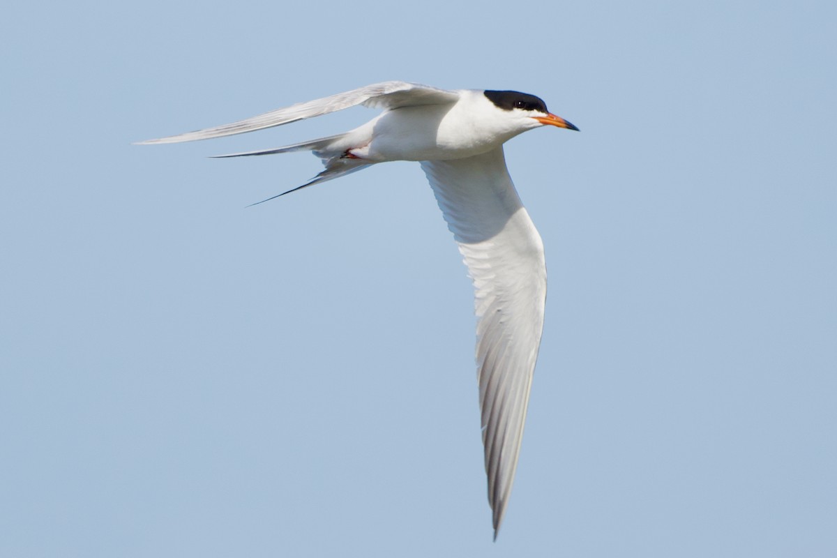 Forster's Tern - ML454140231