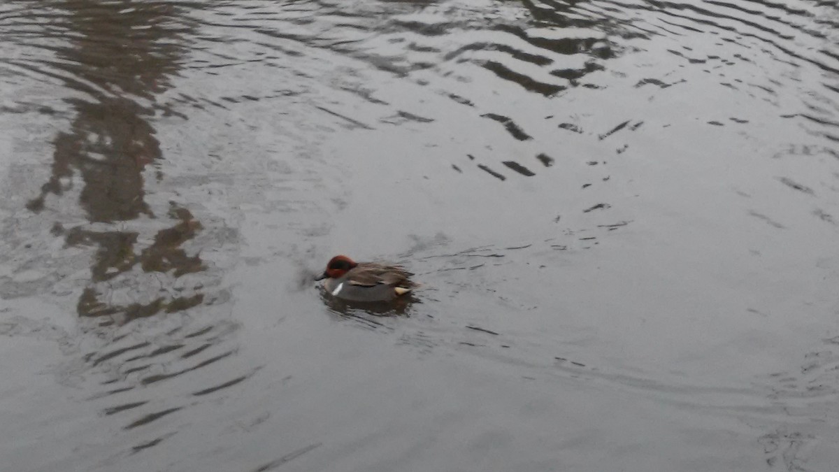Green-winged Teal - ML45414031