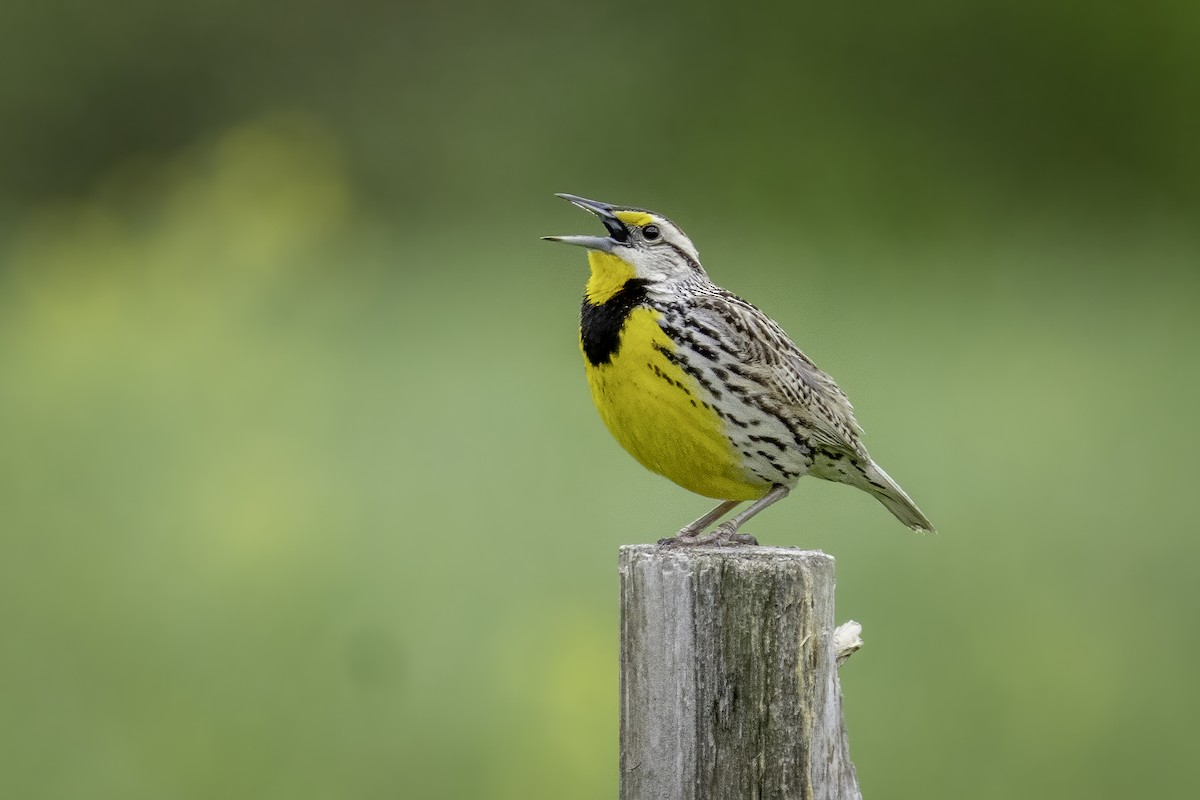 Eastern Meadowlark - Julie Blondeau 🪶