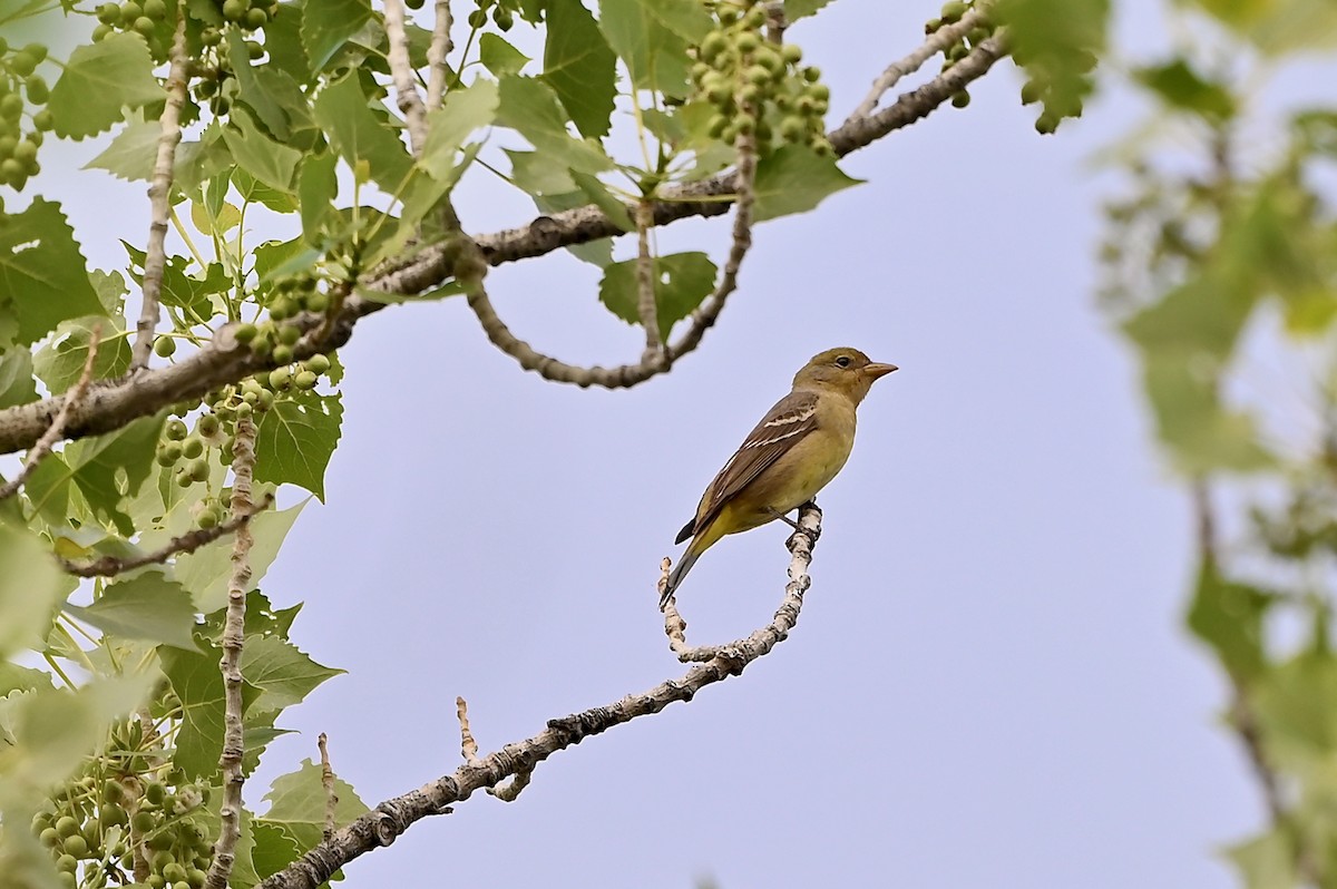 Western Tanager - ML454142051