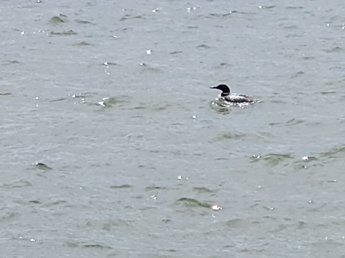 צוללן צפוני - ML454143631