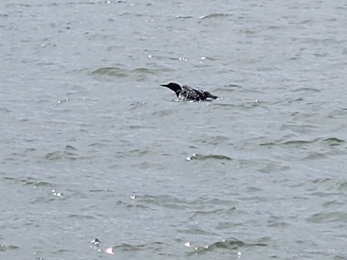 צוללן צפוני - ML454143641