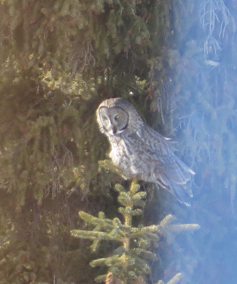 Great Gray Owl (American) - ML45414381