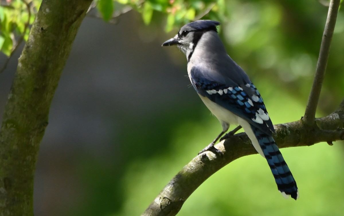 Blue Jay - Herb Marshall