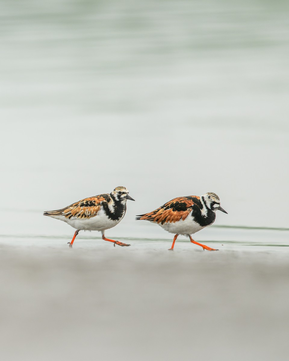 Ruddy Turnstone - ML454145361