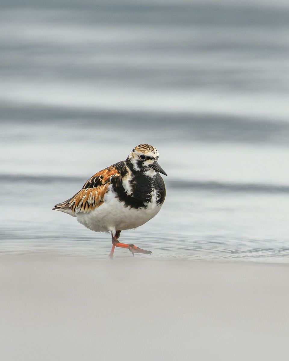 Ruddy Turnstone - ML454145371