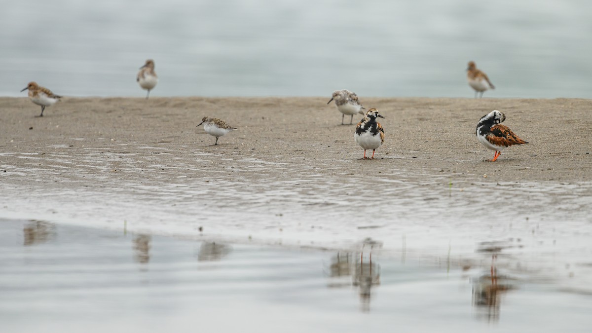 Ruddy Turnstone - ML454145541