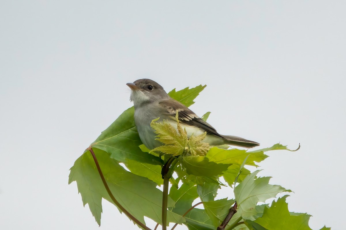 Willow Flycatcher - ML454146121