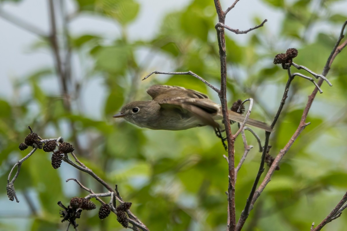 Willow Flycatcher - ML454146161