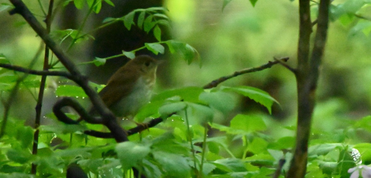 Veery - ML454147461