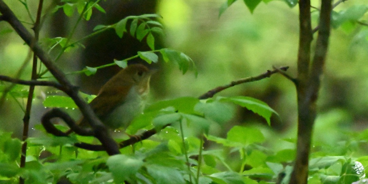 Veery - ML454147471