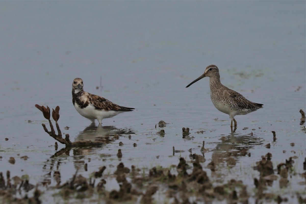 Short-billed Dowitcher - ML454147931