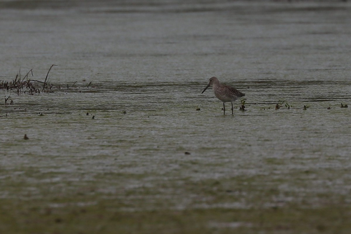 Willet - ML454147951