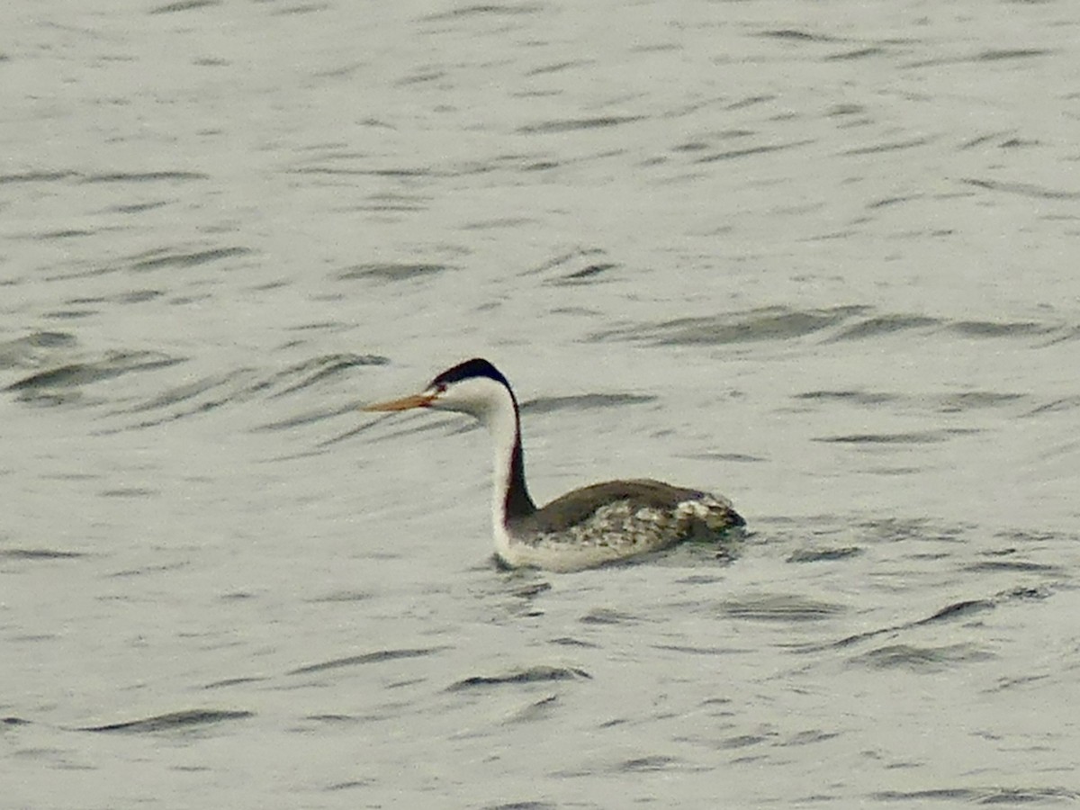 Clark's Grebe - ML454148231