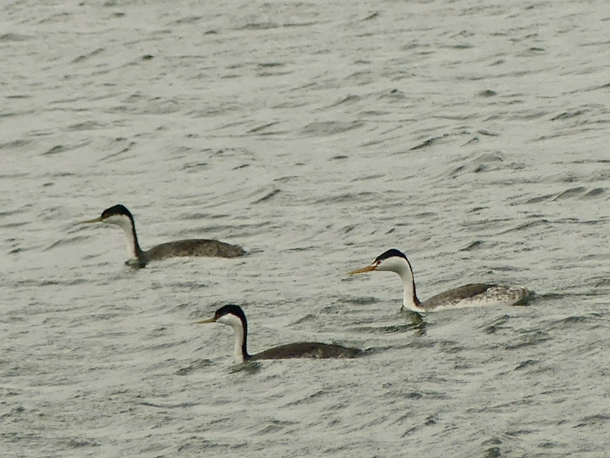 Clark's Grebe - ML454148241